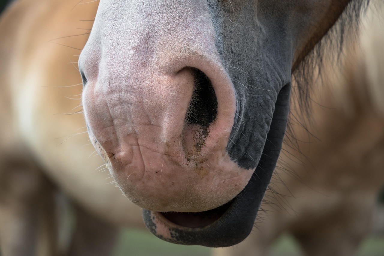 horse, snout, nostrils, equine, nature, equestrian, nose, animal, agriculture, rural, mammal